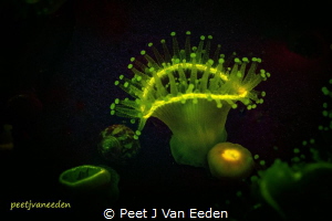 A fluorescent strawberry Anemone- the reason for this abi... by Peet J Van Eeden 